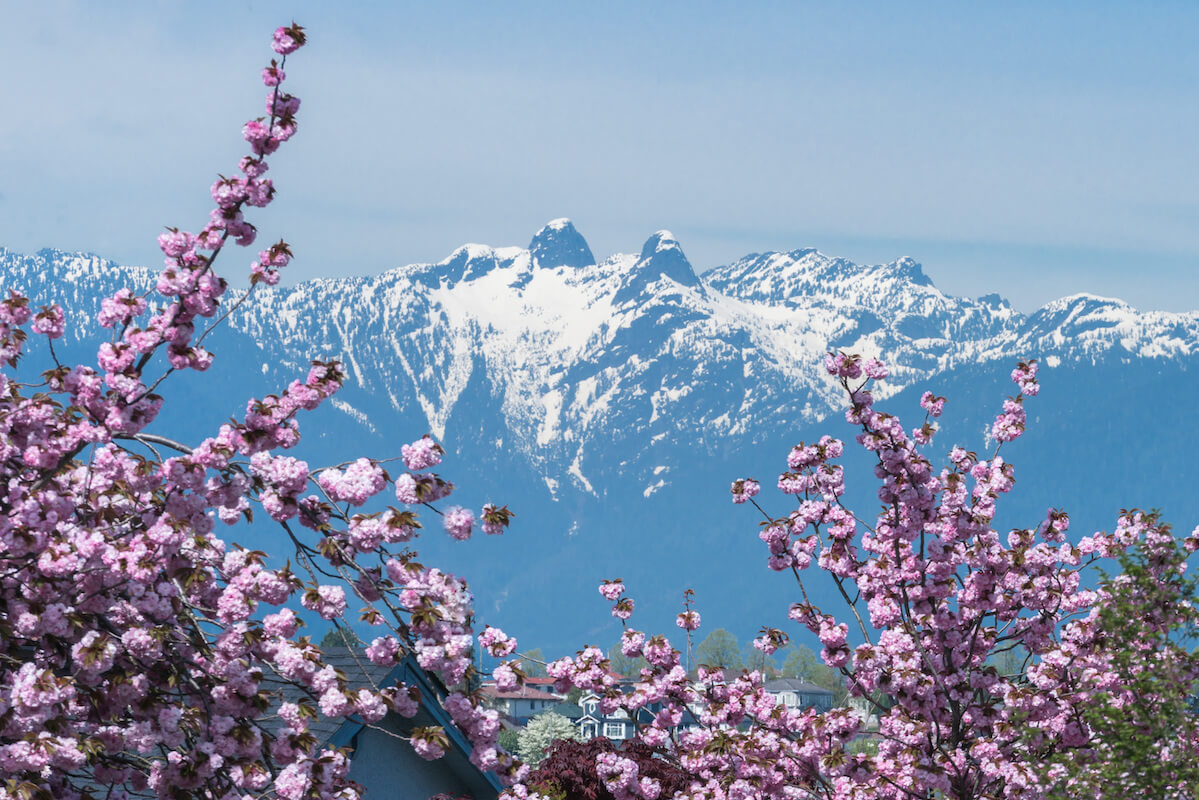 Cherry Blossoms in Vancouver, BC 